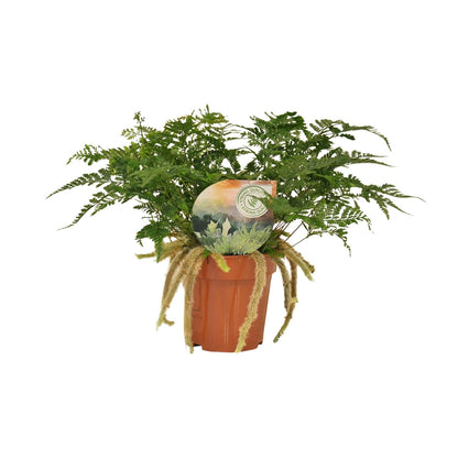 Humata Tyermannii - Ø12cm - ↕30cm