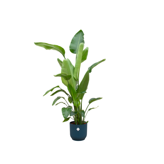 Weißer Paradiesvogel 160 cm – Strelitzia nicolai im Topf