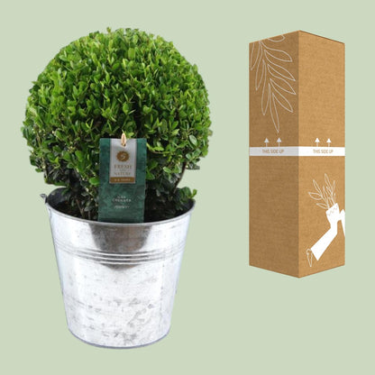 Ilex Crenata 'Jenny'® Ball Ø20cm P17 In Zinc Old-Look - Ø19cm - ↕40cm