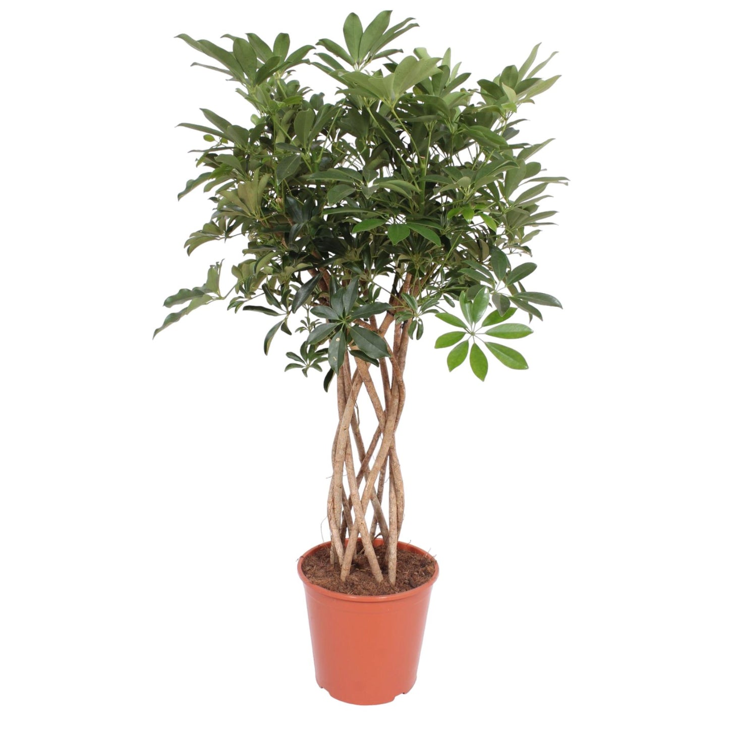 Strahlenaralie 'Compacta' – Geflochtene Zimmerpflanze 130 cm