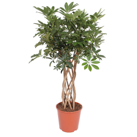 Strahlenaralie 'Compacta' – Geflochtene Zimmerpflanze 130 cm