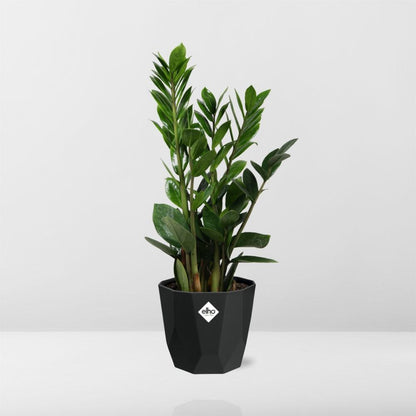 Zamioculcas – Hoogte 45-50 in 14cm b.for rock living black