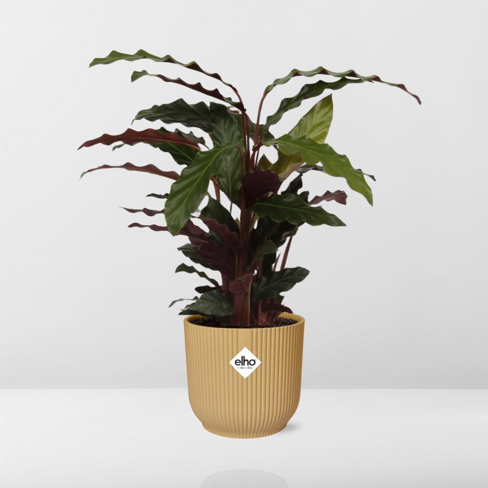 Calathea Rufibarba ‘Tropistar’ in ELHO Vibes Fold 14cm geel