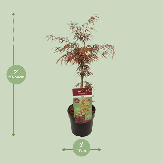 Acer palm. 'Garnet' - Ø19cm - ↕40cm