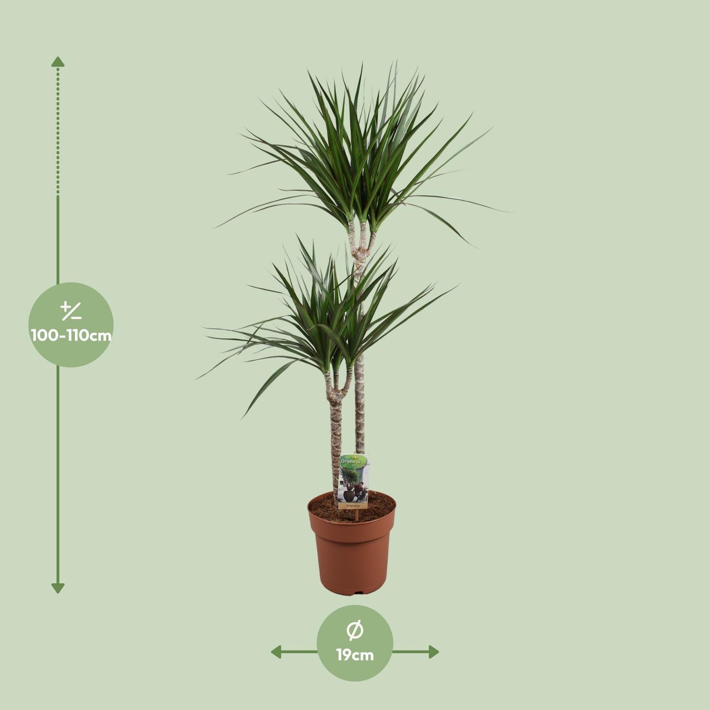 Dracaena Marginata - Ø19cm - ↕110cm