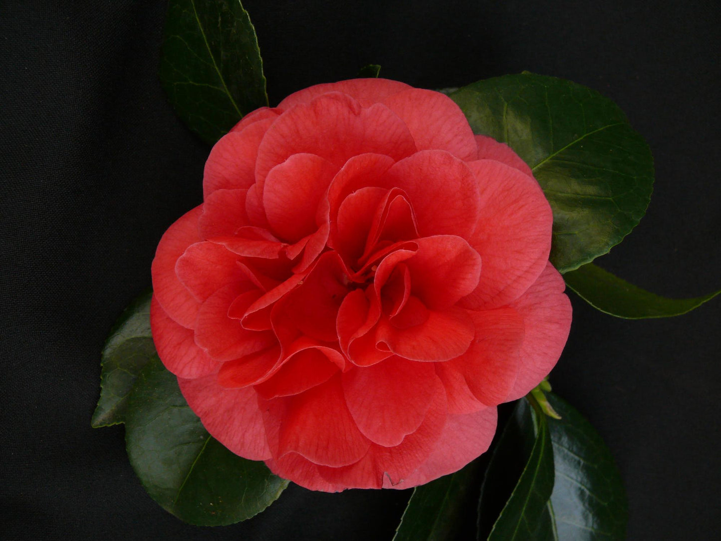 Camellia jap. 'Lady Campbell' - Ø26cm - ↕55cm - Ø29 - ↨90cm
