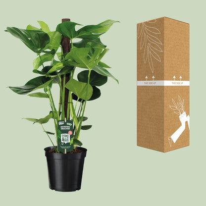 Monstera Deliciosa - Ø19cm - ↕80cm