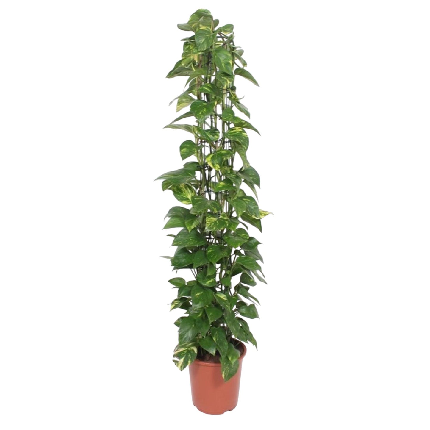 Efeutute am Rankgitter – 160 cm pflegeleichte Zimmerpflanze