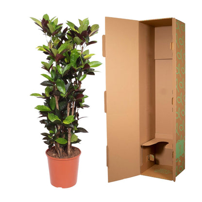 Codiaeum Iceton (Croton Iceton) - 140 cm - ø27