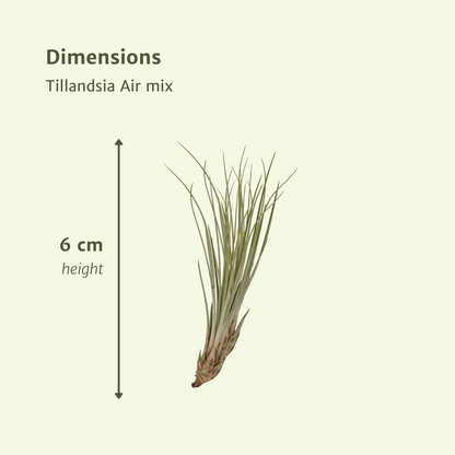 Everspring - Tillandsia Air mix - 20 StÃ¼ck - 6 cm - ø6