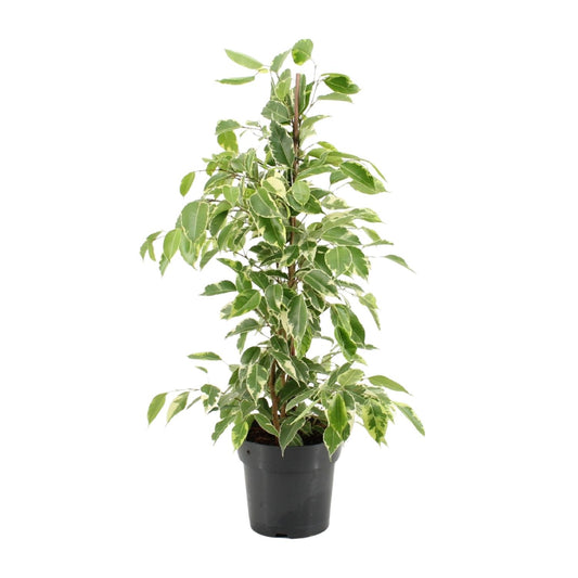 Ficus Benjamina Golden King - Ø17cm - ↕70cm
