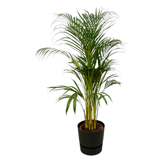 Areca Palme 110 cm – Pflegeleichte Goldfruchtpalme im Topf