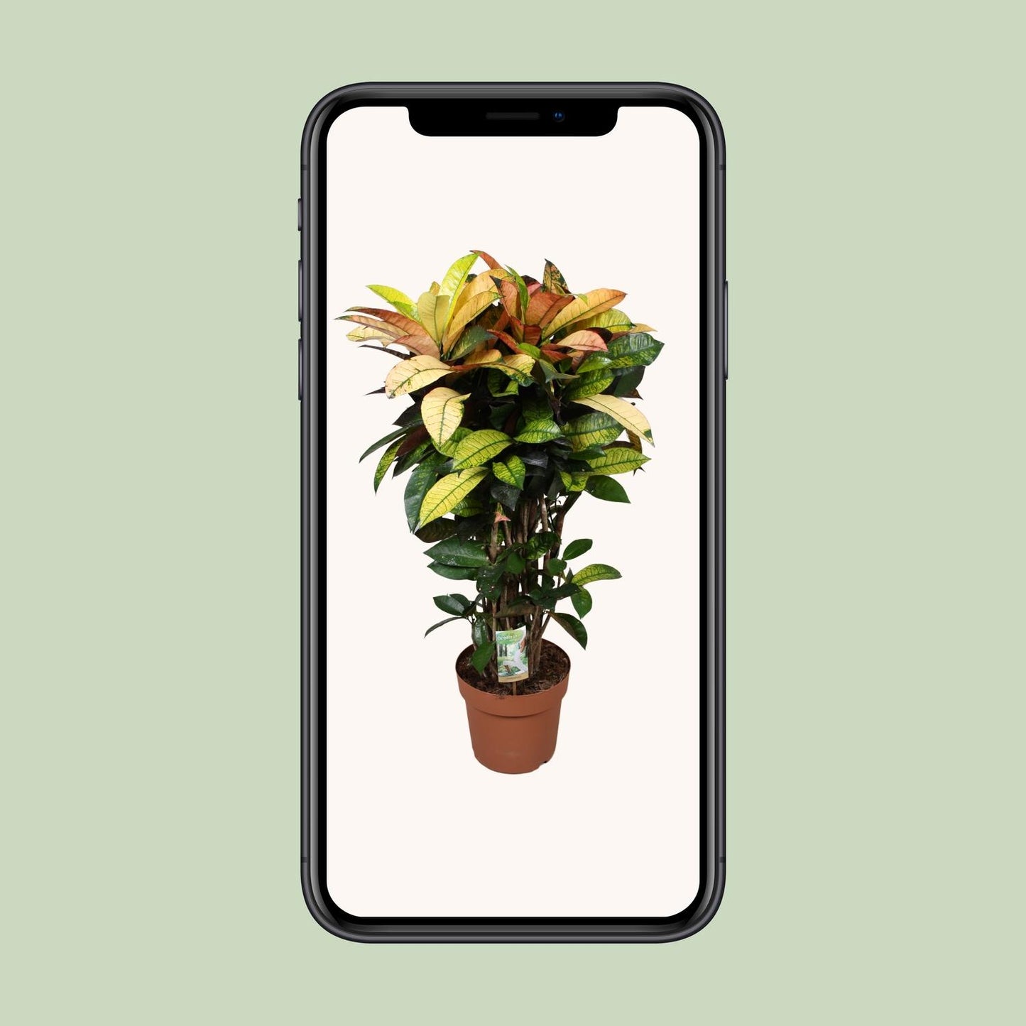 Codiaeum Mrs Iceton - Ø24cm - ↕80cm