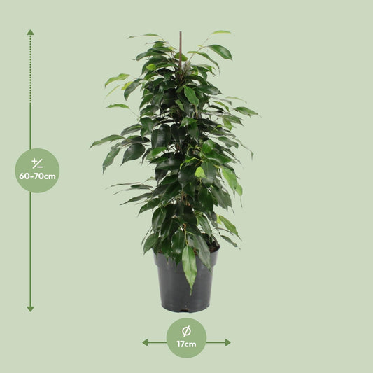 Ficus Benjamina Danielle - Ø17cm - ↕70cm