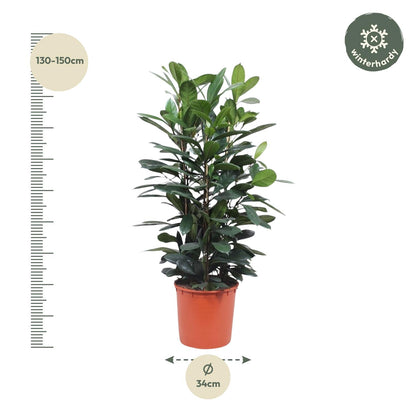 Afrikanischer Feigenbaum – 140 cm Zimmerpflanze