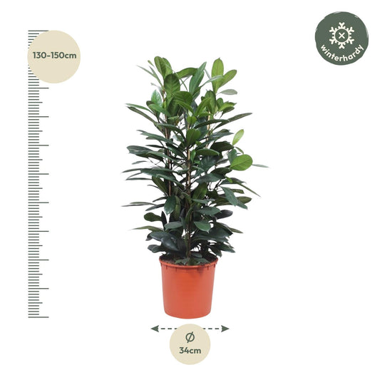 Afrikanischer Feigenbaum – 140 cm Zimmerpflanze