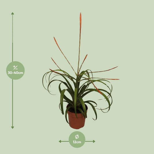 Tillandsia Flabelatta - Ø12cm - ↕40cm