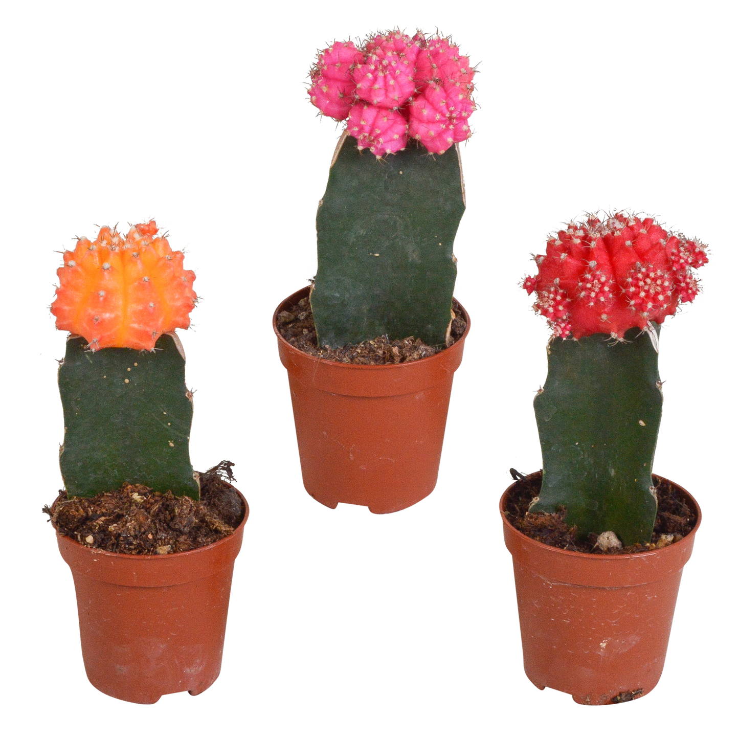 Gymnocalycium Mix 3er Set – Bunte Kakteenveredelung