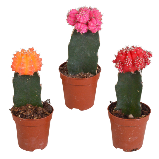 Gymnocalycium Mix 3er Set – Bunte Kakteenveredelung