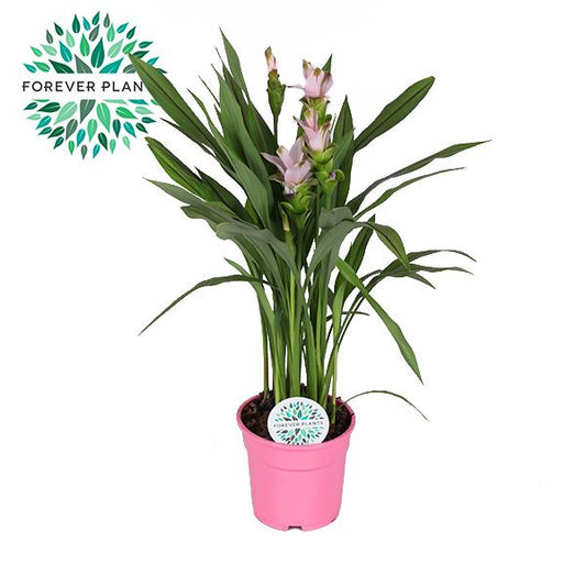 Curcuma Siam Sweet - Ø17cm - ↕60cm
