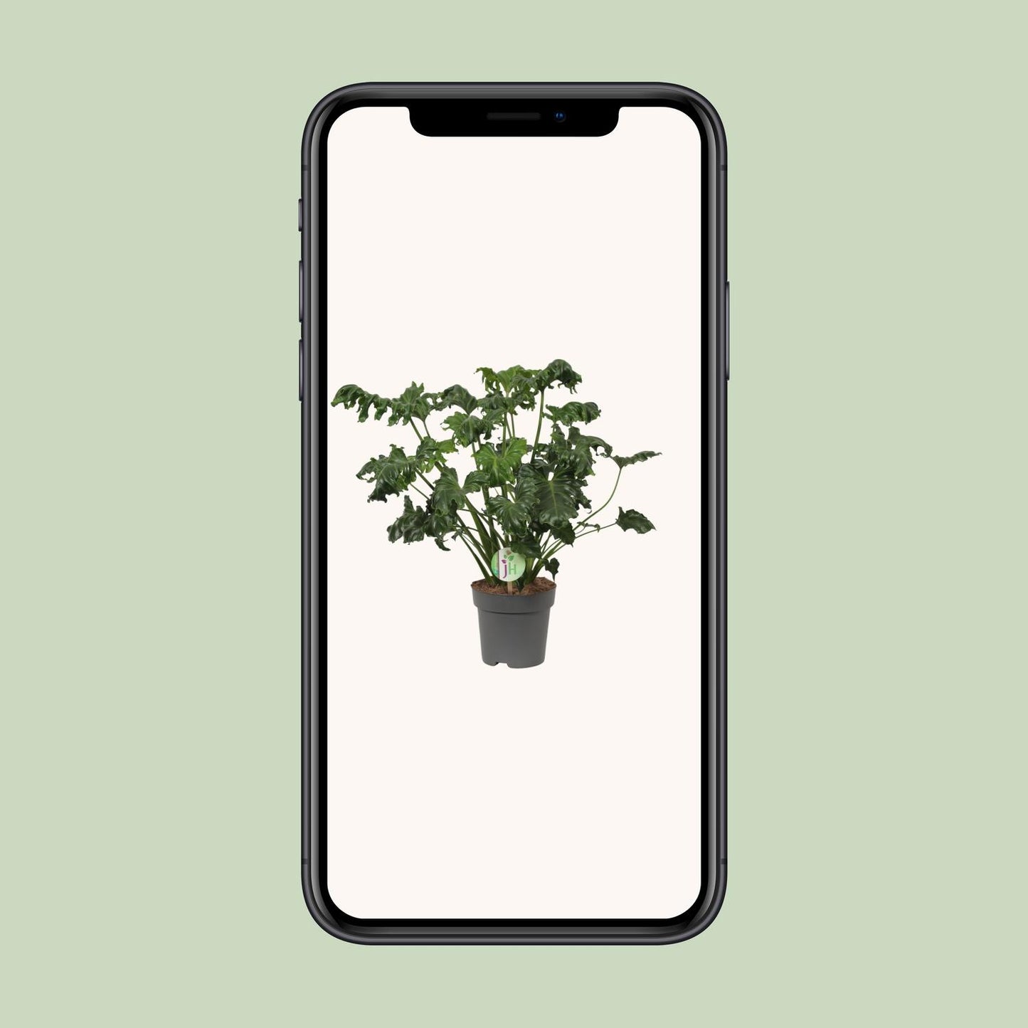 Philodendron Atlantis - Ø17cm - ↕50cm