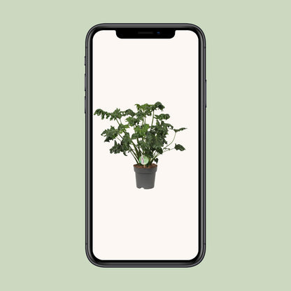 Philodendron Atlantis - Ø17cm - ↕50cm