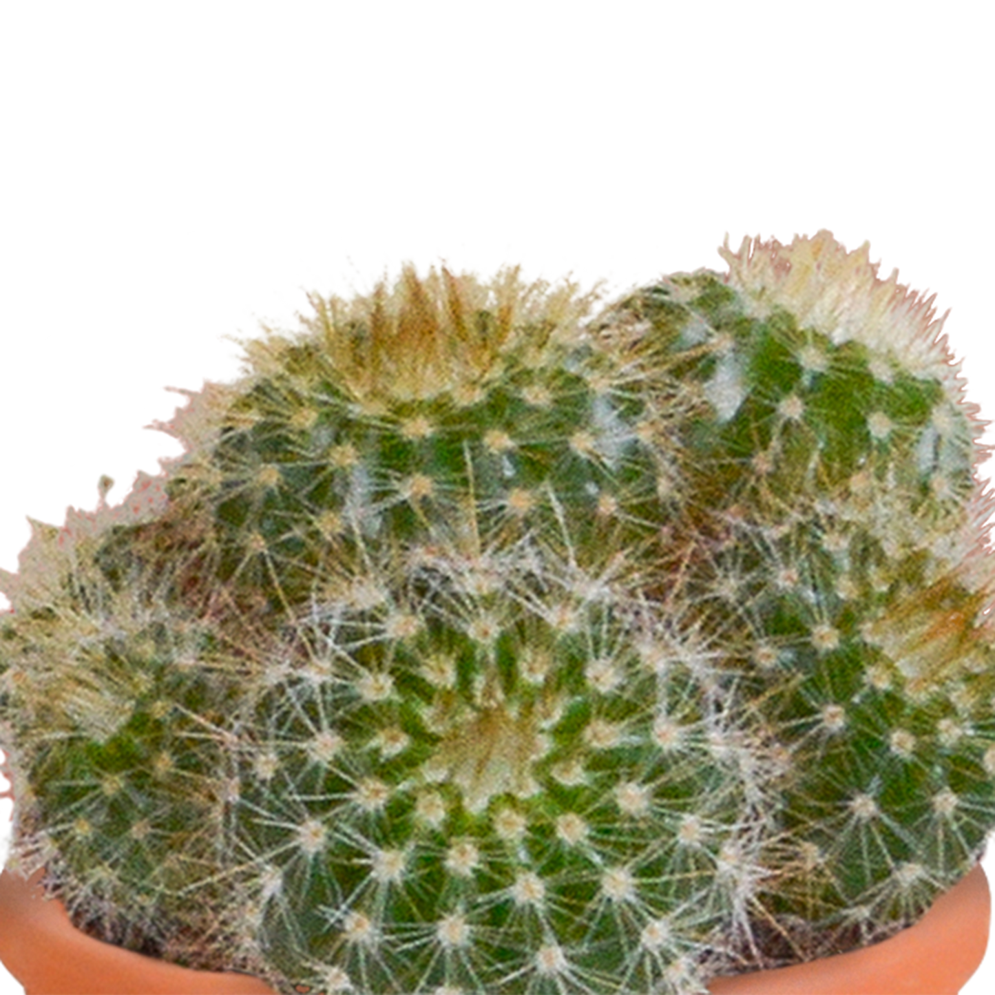 Cactus en vetplanten Mischung 5,5 cm | 15 stück - in Mexicaanse pot