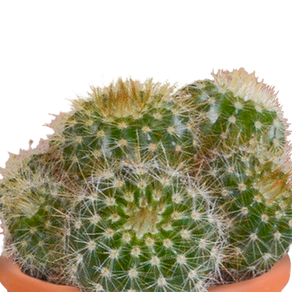 Cactus en vetplanten Mischung 5,5 cm | 15 stück - in Mexicaanse pot