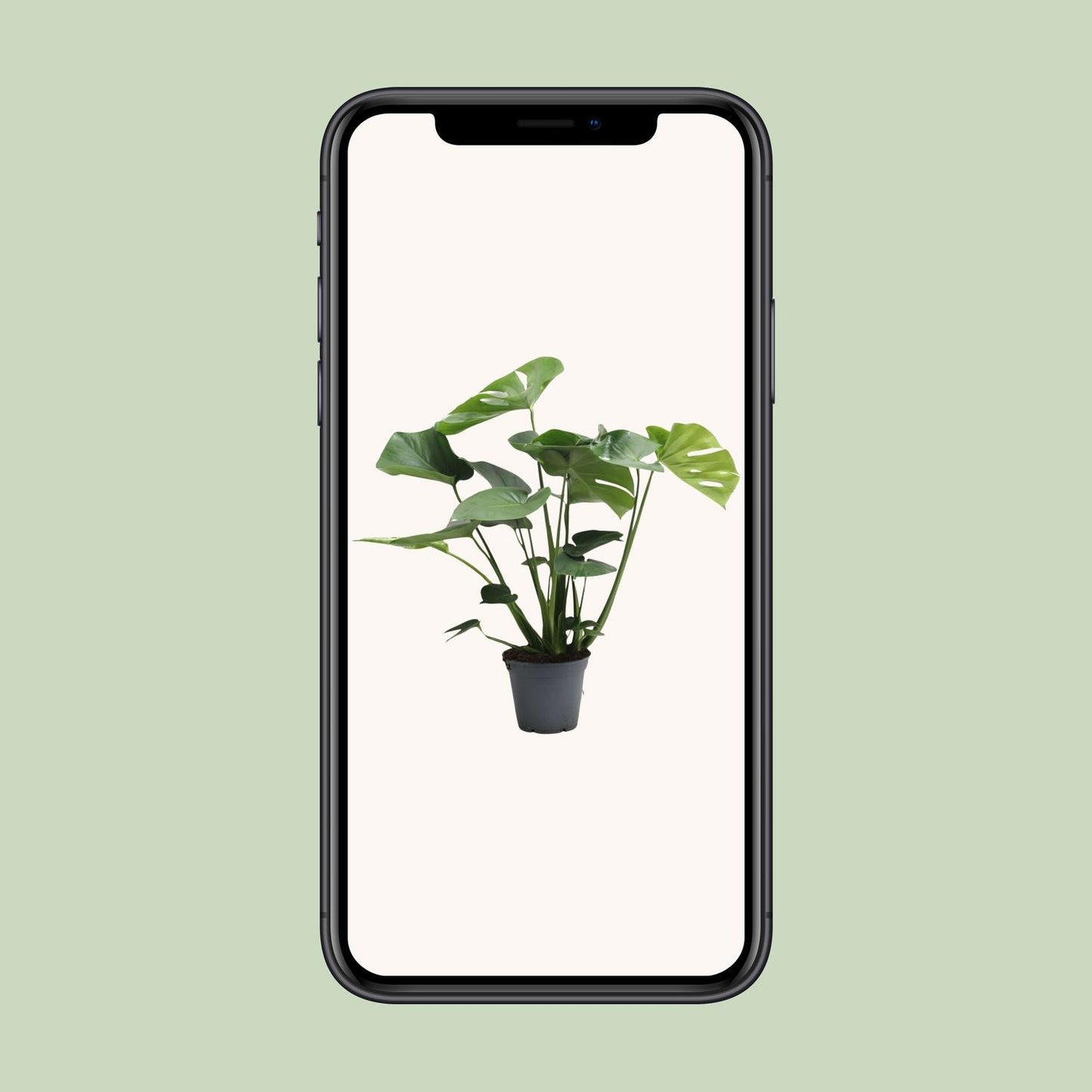 Monstera Deliciosa Tauerii