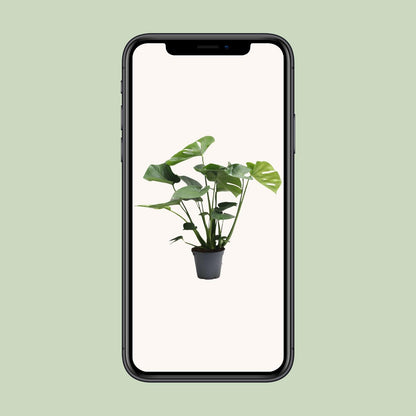 Monstera Deliciosa Tauerii