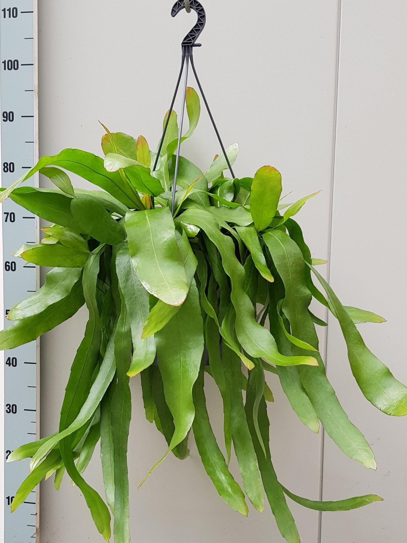 Epiphyllum Pumilum - Ø25cm - ↕60cm