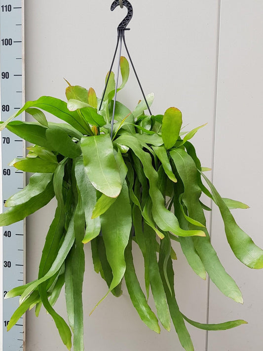 Epiphyllum Pumilum - Ø25cm - ↕60cm