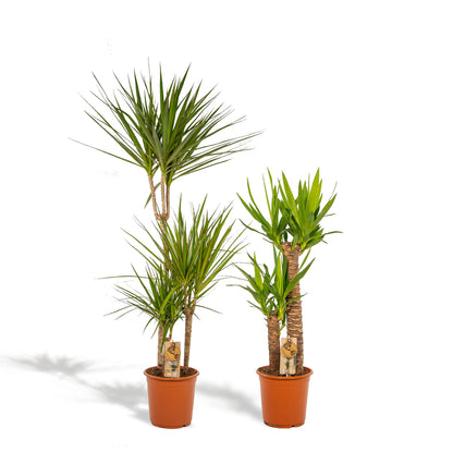 Drachenbaum & Palmlilie Set – Stilvolle Zimmerpflanzen 100-120 cm