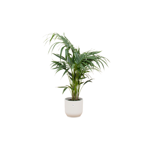 Kentia Palme 130 cm im stilvollen Elho Vibes Topf