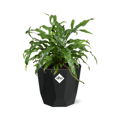 Microsorum Diversifolium in 14cm b.for rock living black