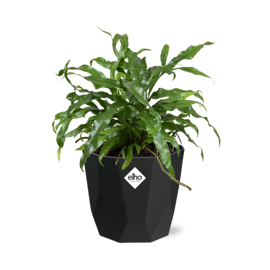 Microsorum Diversifolium in 14cm b.for rock living black