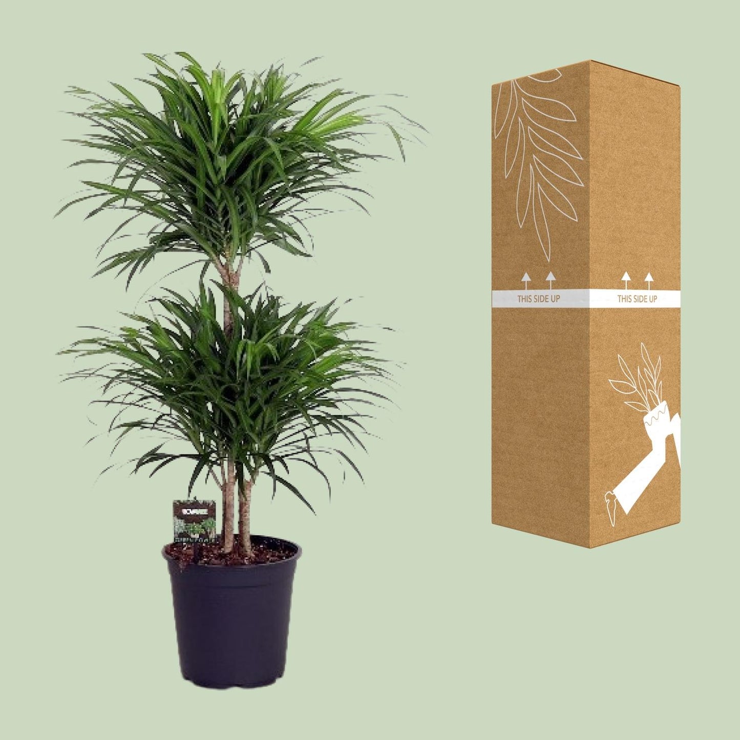 Dracaena Reflexa Anita - Ø24cm - ↕90cm