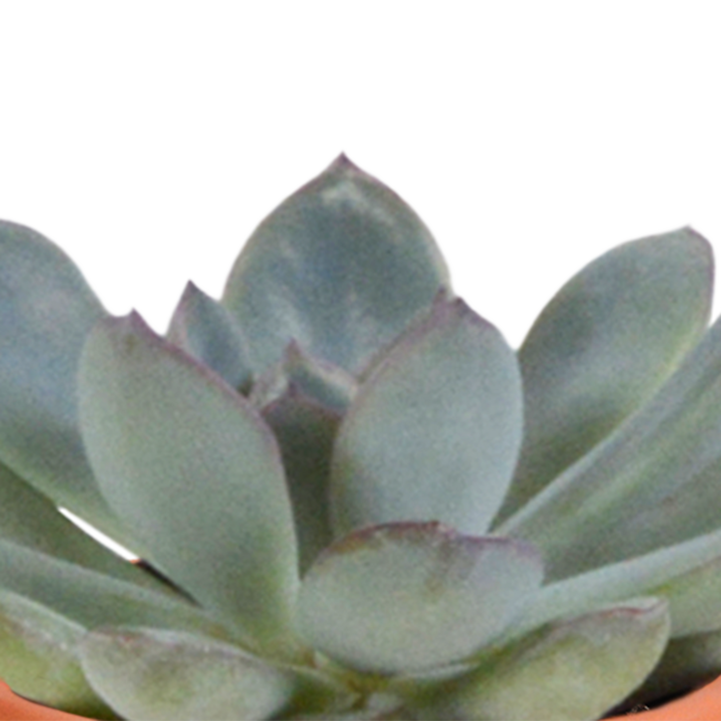 Cactus en vetplanten Mischung 5,5 cm | 15 stück - in Mexicaanse pot