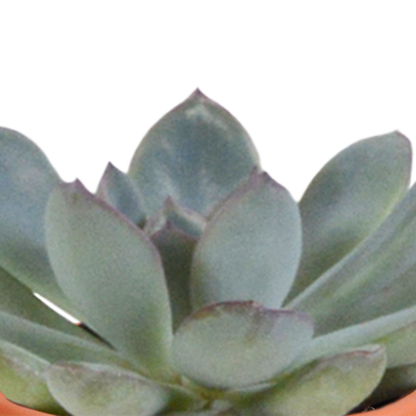 Cactus en vetplanten Mischung 5,5 cm | 15 stück - in Mexicaanse pot