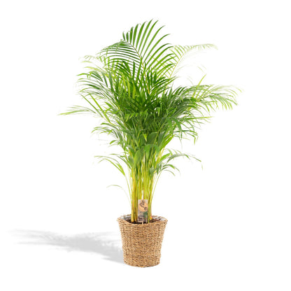 Goldfruchtpalme 130 cm im dekorativen Korb