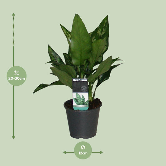 Aglaonema Maria - Ø12cm - ↕50cm