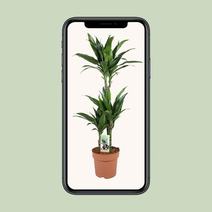 Dracaena Janet Craig 60-30-15 - Ø21cm - ↕100cm