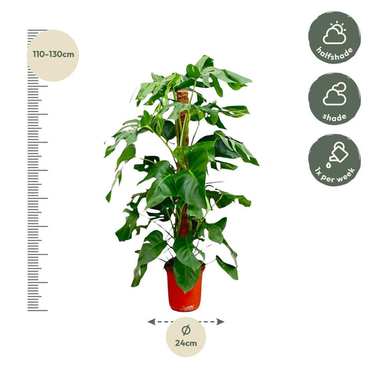 Monstera Fensterblatt 120 cm – Tropische Zimmerpflanze