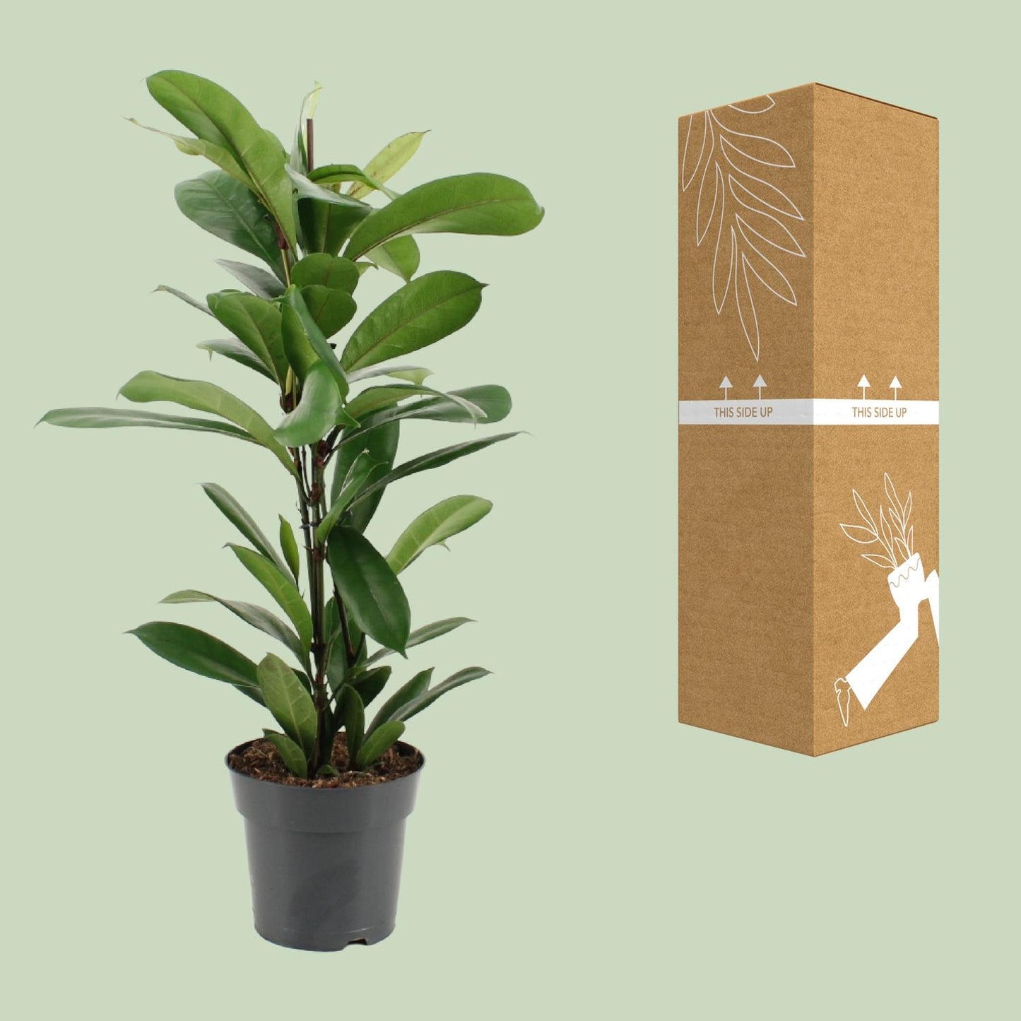Ficus Cyathistipula - Ø17cm - ↕70cm