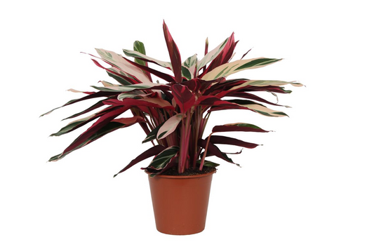 Stromanthe Triostar – Exotische Buntblatt-Zimmerpflanze 70 cm