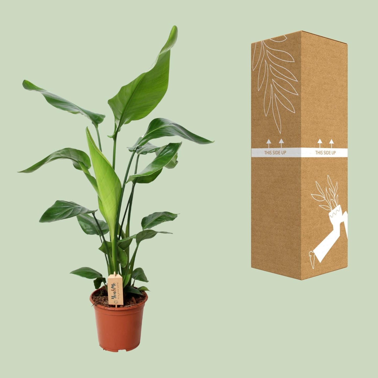 PROMO - Strelitzia Nicolai - Ø19cm - ↕90cm