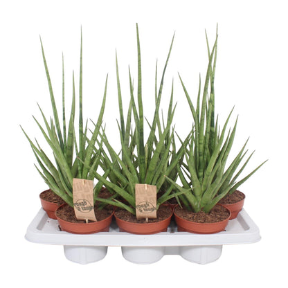 Sansevieria Gracilis Grey - Ø14cm - ↕55cm