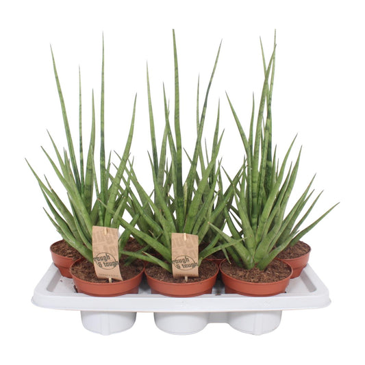 Sansevieria Gracilis Grey - Ø14cm - ↕55cm