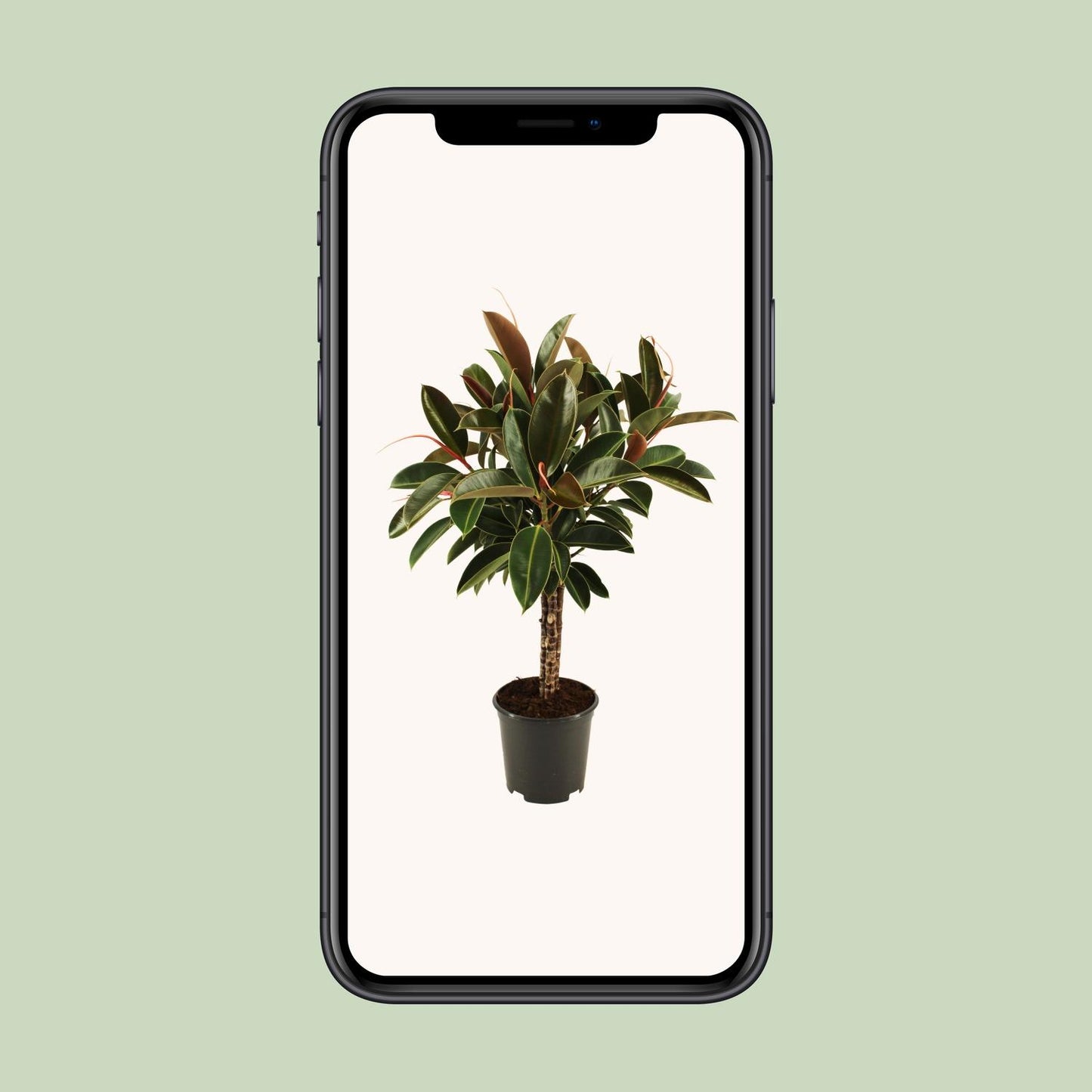 Ficus elastica Melany stam - Ø21cm - ↕90cm
