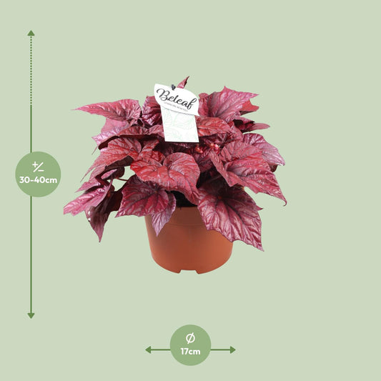 Begonia Beleaf Inca Flame - Ø17cm - ↕32cm